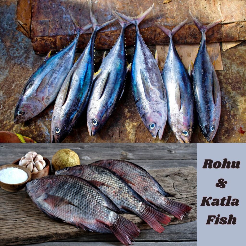 rohu katra fish